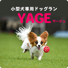 小型犬専用ドッグランYAGE（ヤージュ）